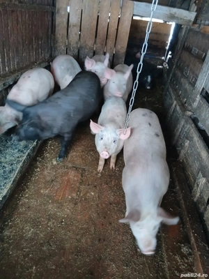 Porci de vânzare de toate marimile - imagine 4
