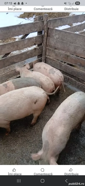 Porci de vânzare de toate marimile - imagine 5