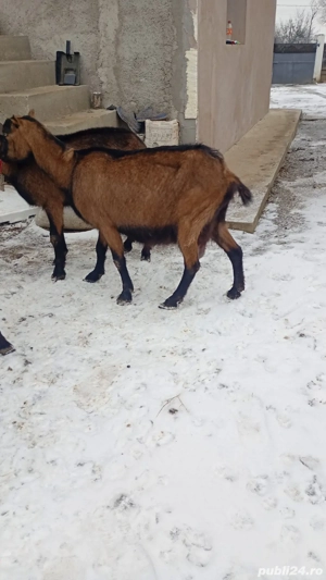 vand doua caprea alpine franceze și un tap 