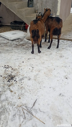 vand doua caprea alpine franceze și un tap  - imagine 3