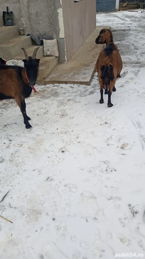 vand doua caprea alpine franceze și un tap  - imagine 2