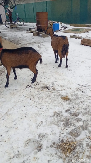 vand doua caprea alpine franceze și un tap  - imagine 5