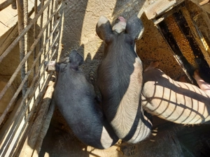 De vanzare 2 soldanii 2 mqscurii 45 kg   - imagine 2