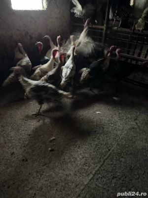  Curcani de carne  - imagine 4