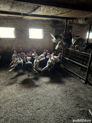  Curcani de carne  - imagine 5