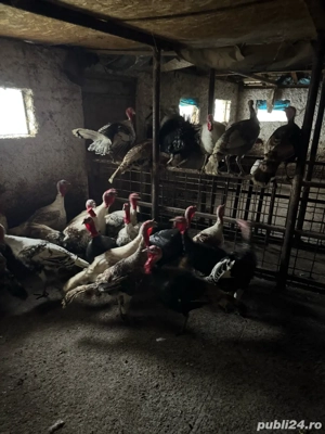  Curcani de carne  - imagine 2