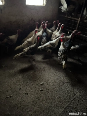  Curcani de carne  - imagine 3
