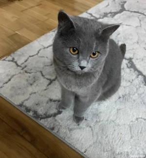 Vând British shorthair blue  - imagine 3