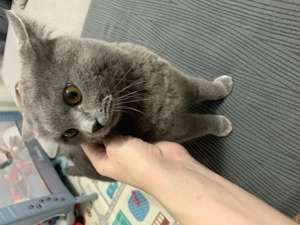 Vând British shorthair blue  - imagine 4