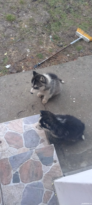 Husky siberian 2 luni - imagine 2