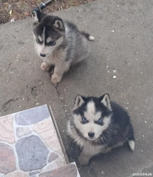 Husky siberian 2 luni