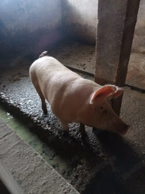 vand scrofite pentru monta - imagine 3