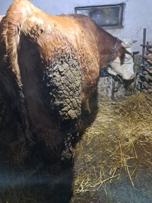 Vind vaca baltata de 5 ani cu lapte. - imagine 3