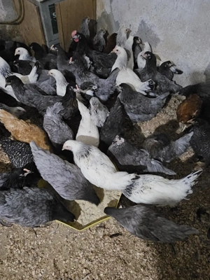 vand puicute de oua - imagine 3