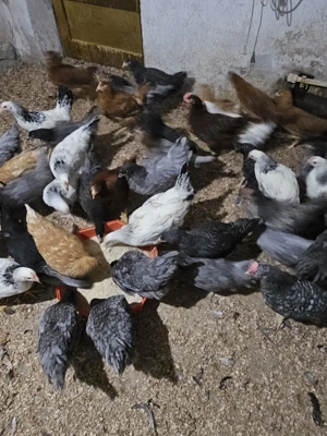 vand puicute de oua - imagine 2