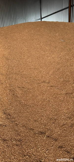 Vând orz de toamnă prod 2025 - imagine 2