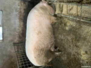 De vânzare scroafa in jur de 280 kg - imagine 2