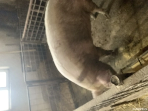 De vânzare scroafa in jur de 280 kg - imagine 5