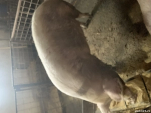 De vânzare scroafa in jur de 280 kg - imagine 4