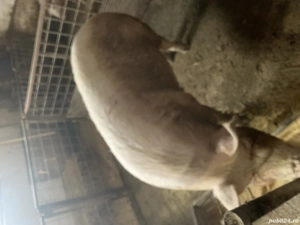 De vânzare scroafa in jur de 280 kg - imagine 3