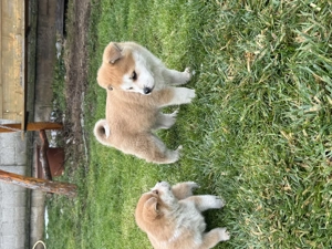 Pui Akita Inu 3 luni - imagine 3
