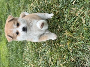 Pui Akita Inu 3 luni - imagine 2