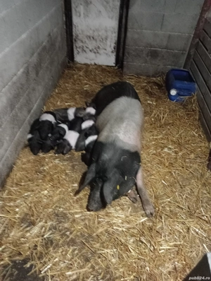 Vând Bazna  - imagine 2