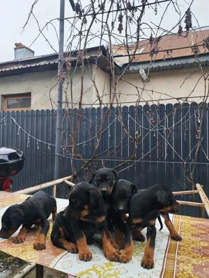 Doberman negru cu pete de foc - imagine 4