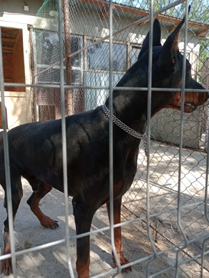 Doberman negru cu pete de foc - imagine 2