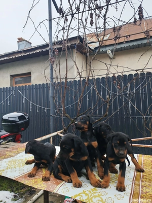 Doberman negru cu pete de foc - imagine 3