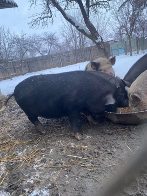 Vand porci vietnamezi!  - imagine 2