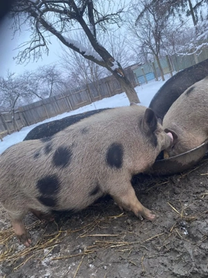 Vand porci vietnamezi!  - imagine 3