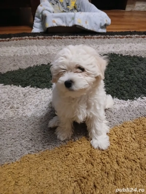 Bichon maltez alb, 3 luni - imagine 3