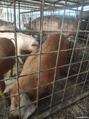 Porci și purcei pentru îngrășare  - imagine 2