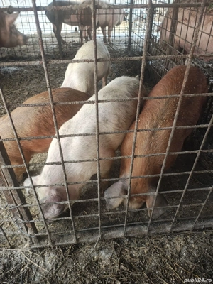 Porci și purcei pentru îngrășare 