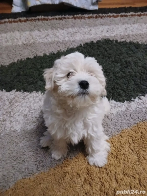 Bichon maltez alb, 3 luni - imagine 2