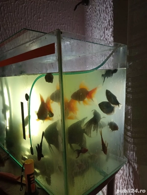 Vand pești  - imagine 3