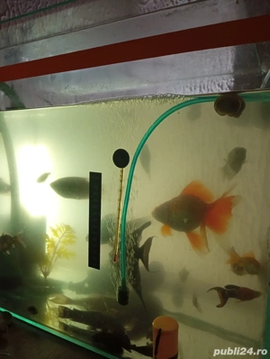 Vand pești  - imagine 2