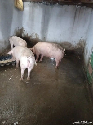 avem de vânzare porc 15 RON kg - imagine 2