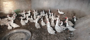 Rate mute  lesesti  - imagine 2