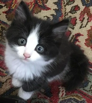 Siberiana de Pădure  - imagine 2