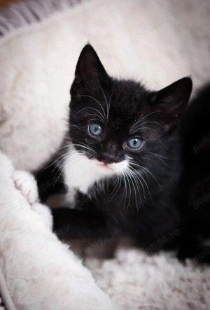 Siberiana de Pădure  - imagine 3