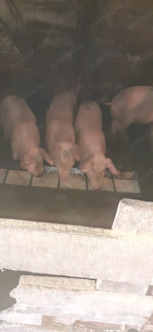 porci de vinzare