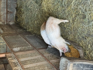 Vand porci greutate intre 30 60 kg - imagine 5