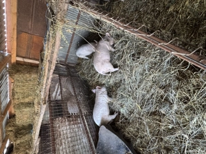 Vand porci greutate intre 30 60 kg - imagine 3