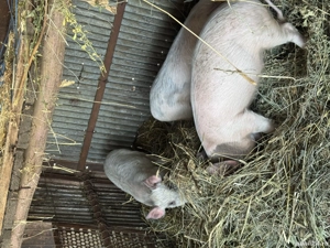 Vand porci greutate intre 30 60 kg - imagine 4