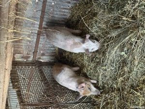 Vand porci greutate intre 30 60 kg - imagine 2