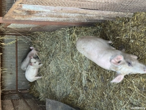 Vand porci greutate intre 30 60 kg