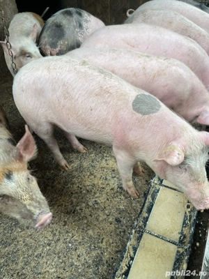 Vand șoldani - imagine 3