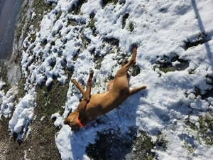 Vizsla viszla maghiara  - imagine 2